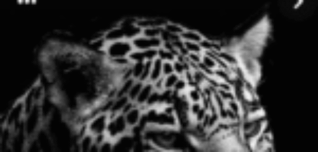 Cropped Cropped Cropped Screenshot ٢٠٢٤ ٠٦ ٢٥ ١٩ ٣٥ ١٦ ٣٩٧